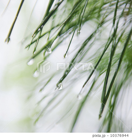 Tree branches outdoors 10376944