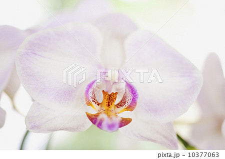 Close up of orchid Close up of orchid 10377063