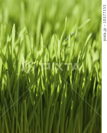 Close up of grass 10377155