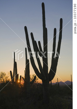 Cactus plants, Saguaro National Park, Arizona 10377190