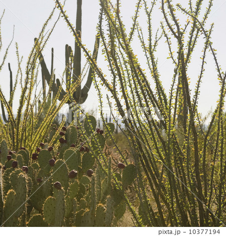 Cactus and desert plants, Saguaro National Park, Arizona 10377194