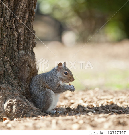 A squirrel by a tree 10377567