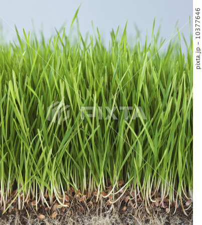 Close up of grass 10377646