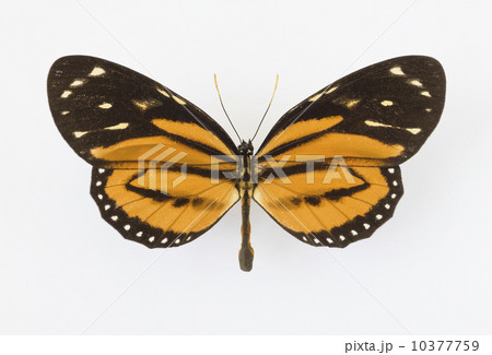 Close up of butterfly Close up of butterfly 10377759