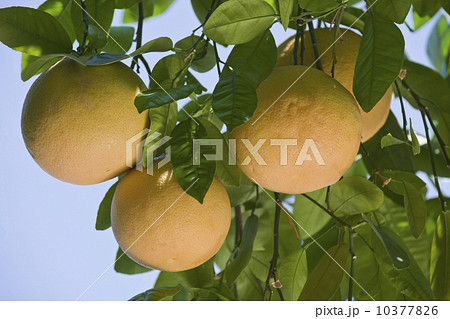 Close up of grapefruit on tree 10377826