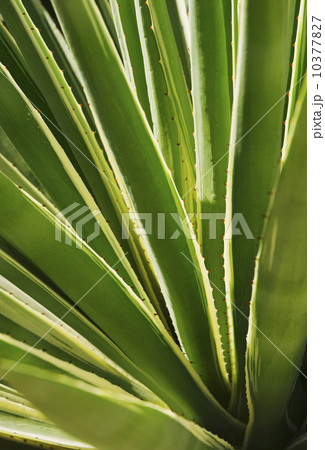 Close up of agave cactus plant 10377827