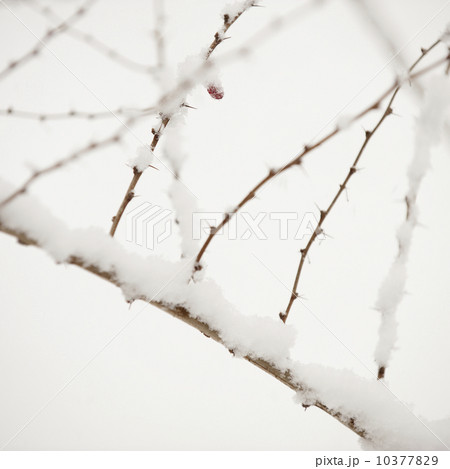 Plant in snow 10377829