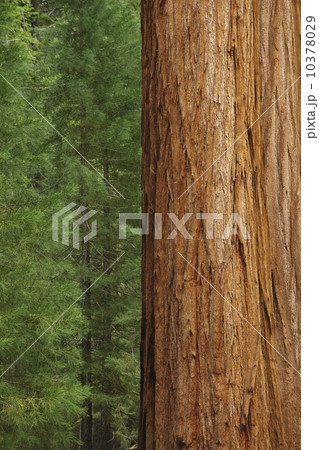 A forest of trees 10378029