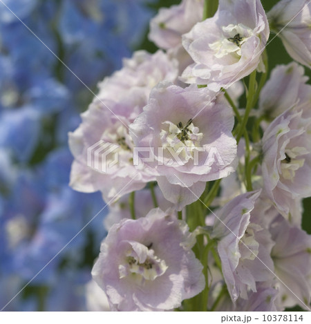 Close up of delicate flowers 10378114