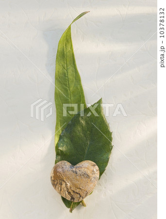 Close up of leaves and stone heart 10378132