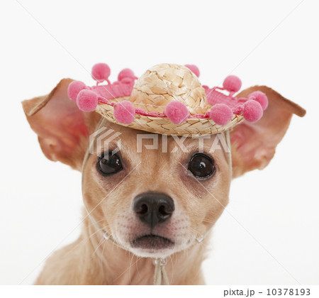 Portrait of small dog in sombrero Portrait of small dog in sombrero 10378193