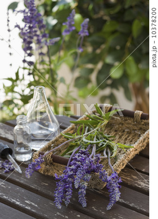 Lavender and lavender oil 10378200
