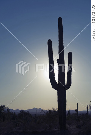 Sun shining behind cactus, Saguaro National Park, Arizona 10378228