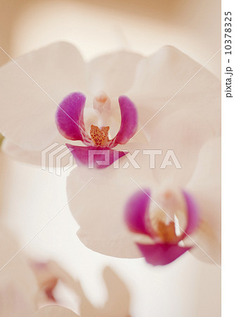 Close up of orchid 10378325