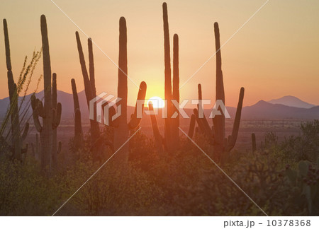 Sun setting over Saguaro National Park, Arizona 10378368