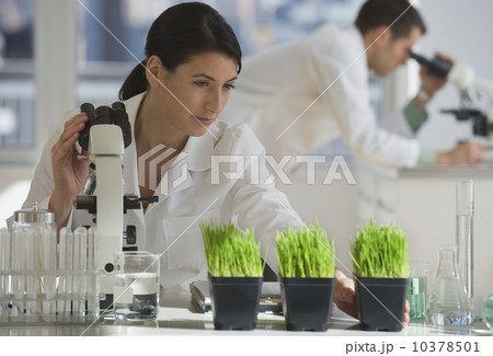 Scientist examining plants in pharmaceutical laboratory Scientist examining plants in pharmaceutical laboratory 10378501