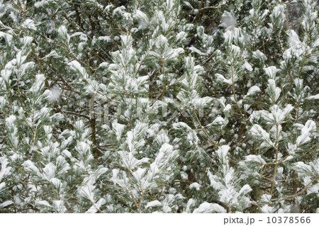 Forest in winter Forest in winter 10378566