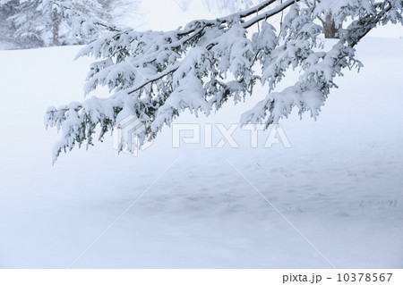 Snowy tree branch in winter 10378567