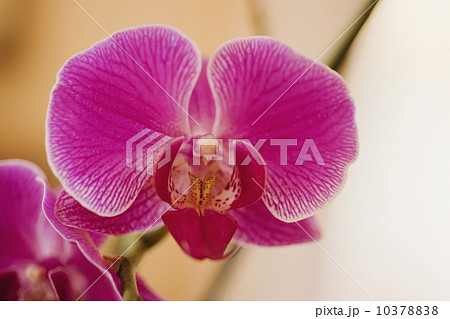 Close up of orchid 10378838