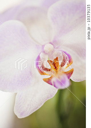 Close up of orchid Close up of orchid 10379135
