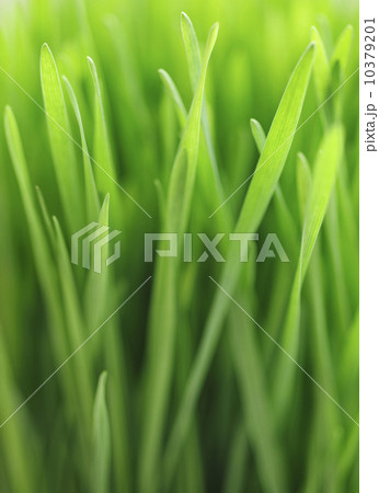 Close up of grass 10379201