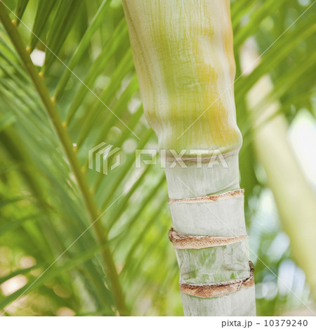 Close up of tropical plant 10379240