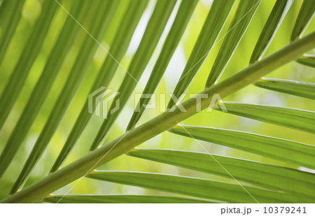 Close up of tropical plant 10379241