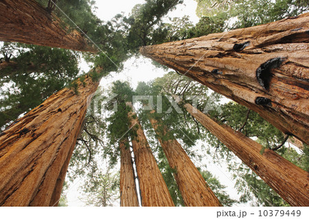 A forest of trees 10379449