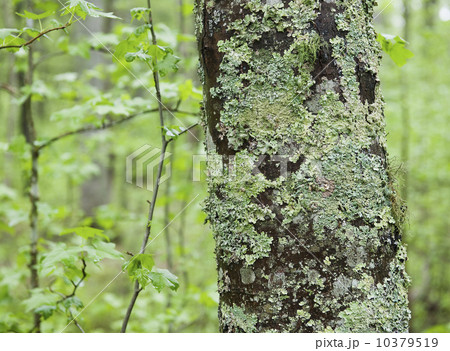 A forest of trees 10379519