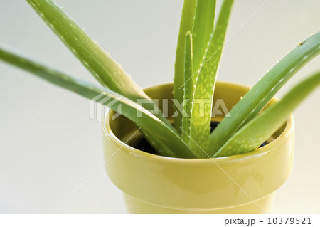 Aloe Aloe 10379521