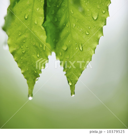 Leaves 10379525
