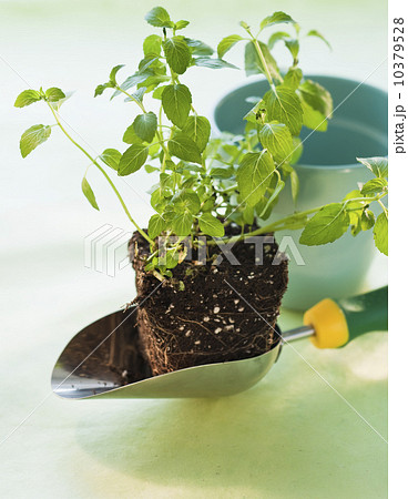 Plant ball Plant ball 10379528