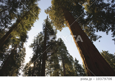 A forest of trees 10379706