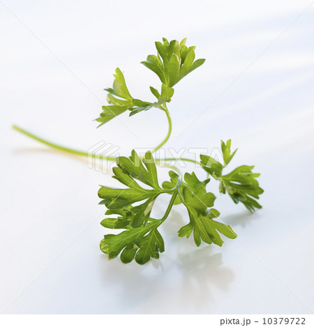 A sprig of parsley 10379722