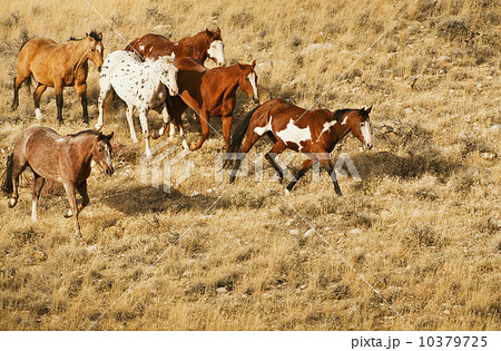 Wild horses 10379725