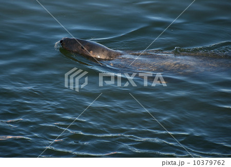 Harbor seal Harbor seal 10379762