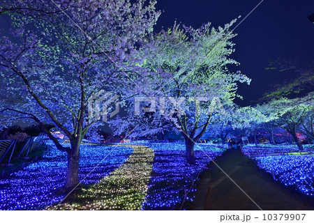 夜桜イルミネーション 夜桜イルミネーション 10379907