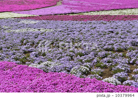 芝桜 10379964