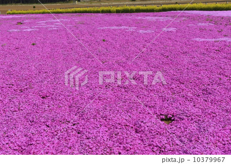 芝桜 10379967