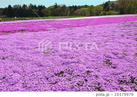 芝桜 10379970