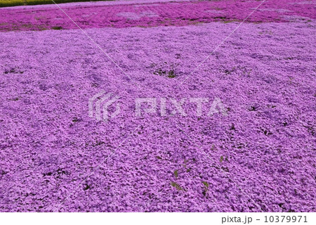 芝桜 10379971