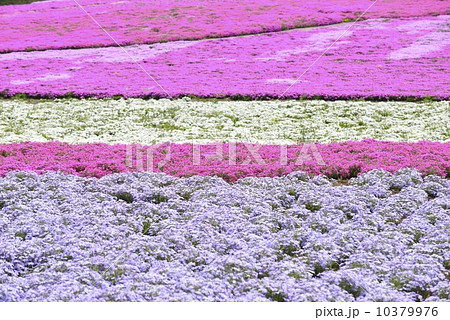 芝桜 10379976