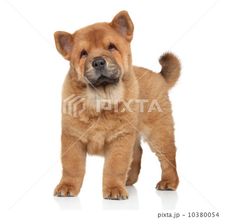 &#x421;how Chow puppy portrait 10380054