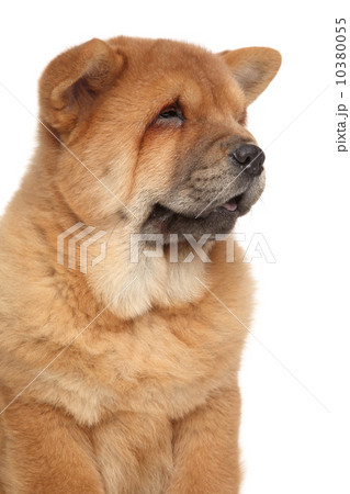 &#x421;how chow puppy close-up portrait 10380055
