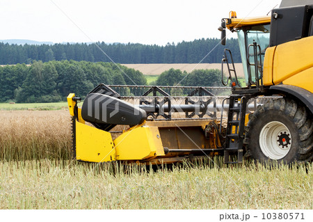 combine harvesting rape 10380571