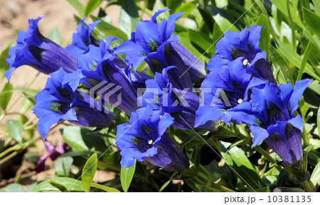 Gentiana 10381135