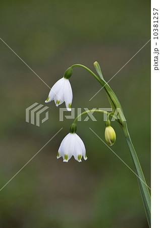 スノーフレーク（鈴蘭水仙） 10381257