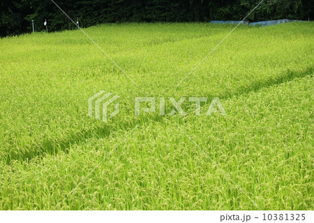 夏の水田 10381325