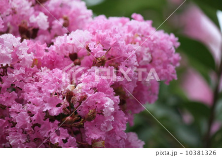 さるすべりの花 さるすべりの花 10381326