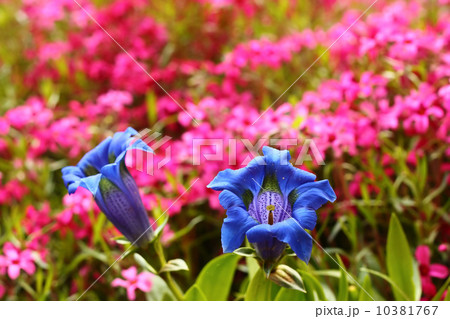 Trumpet gentian, blue spring flower in garden 10381767